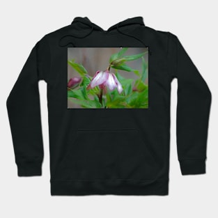 The First Lenton Rose 2018 Hoodie